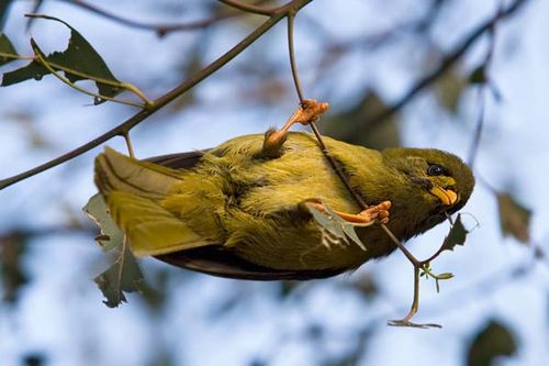 Bell Miner | Manorina melanophrys photo