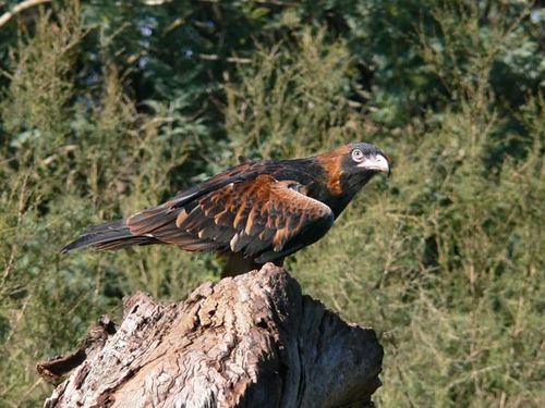 Black-breasted Kite | Hamirostra melanosternon photo