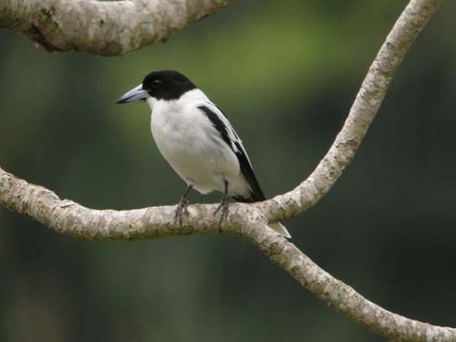 Black-backed Butcherbird | Cracticus mentalis photo