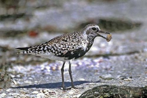 Grey Plover | Pluvialis squatarola photo