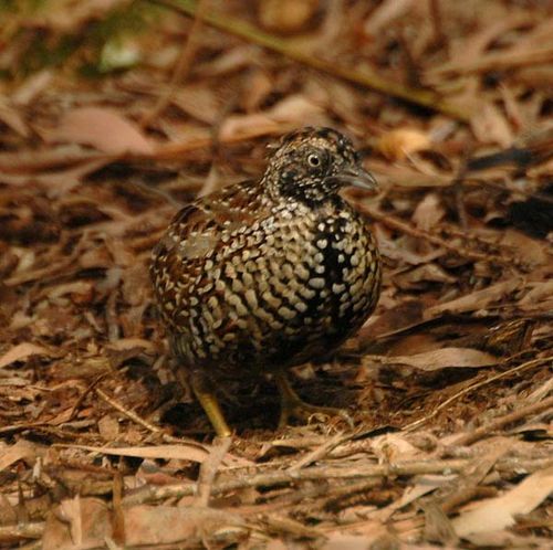 Black-breasted Button-quail | Turnix melanogaster photo