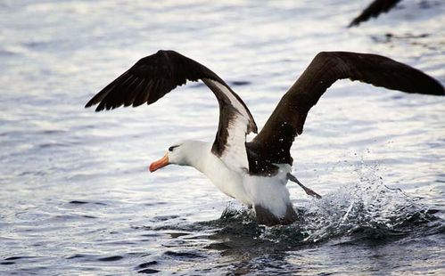 Black-browed Albatross | Thalassarche melanophris photo