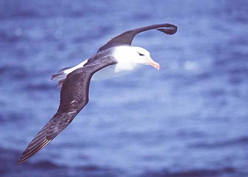 Black-browed Albatross | Thalassarche melanophris photo