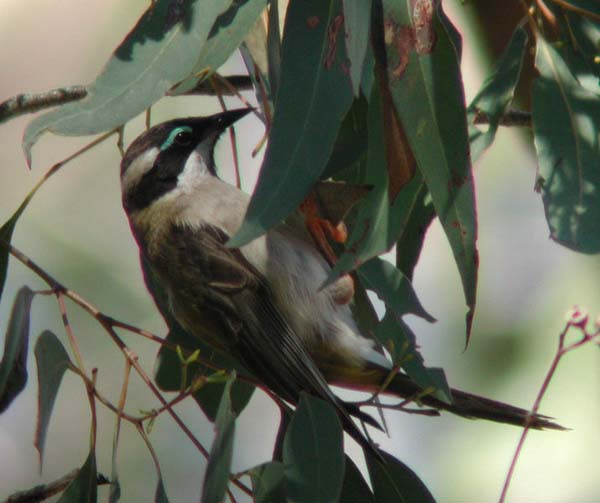 Black-chinned Honeyeater | Melithreptus gularis photo