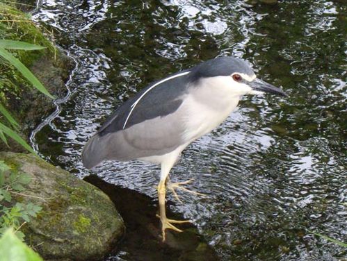 Black-crowned Night Heron | Nycticorax nycticorax photo