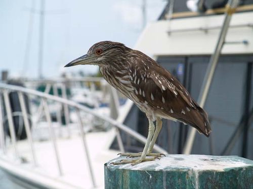 Black-crowned Night Heron | Nycticorax nycticorax photo