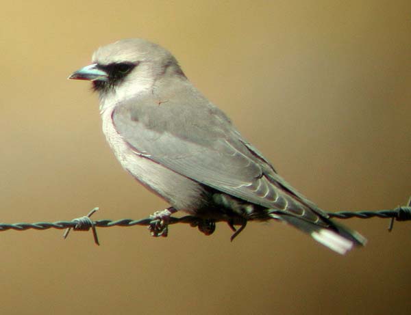 Black-faced Woodswallow | Artamus cinereus photo