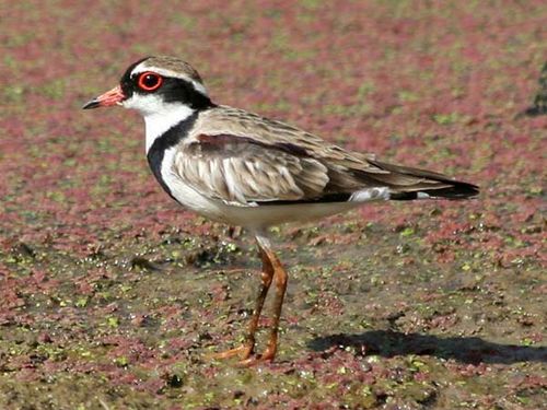 Black-fronted Dotterel | Elseyornis melanops photo