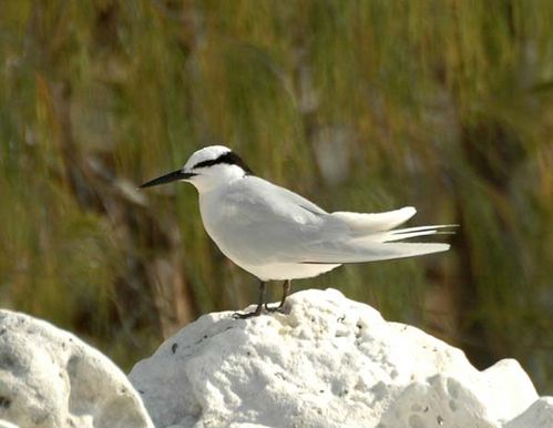 Black-naped Tern | Sterna sumatrana photo