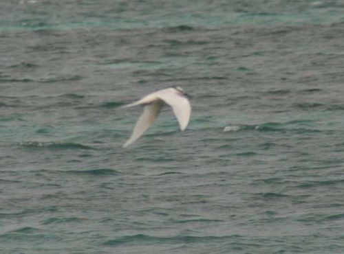 Black-naped Tern | Sterna sumatrana photo