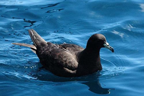 Black Petrel | Procellaria parkinsoni photo