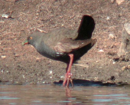 Black-tailed Native-hen | Gallinula ventralis photo