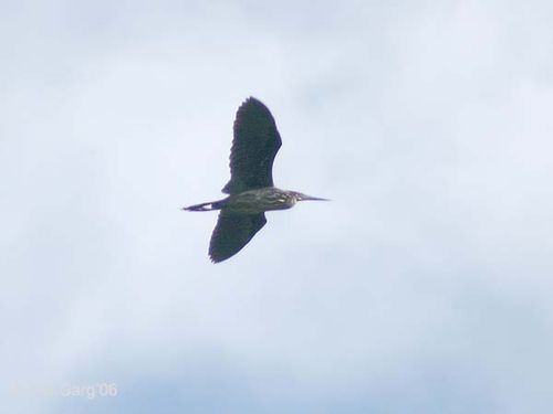 Black Bittern | Ixobrychus flavicollis photo