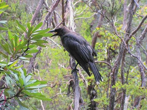 Black Currawong | Strepera fuliginosa photo