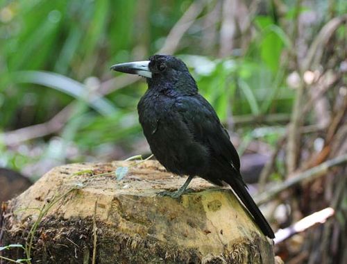 Black Butcherbird | Cracticus quoyi photo