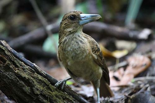 Black Butcherbird | Cracticus quoyi photo