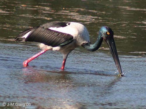 Jabiru | Ephippiorhynchus asiaticus photo