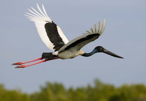 Jabiru | Ephippiorhynchus asiaticus photo