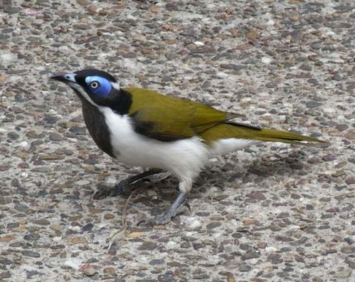 Blue-faced Honeyeater | Entomyzon cyanotis photo