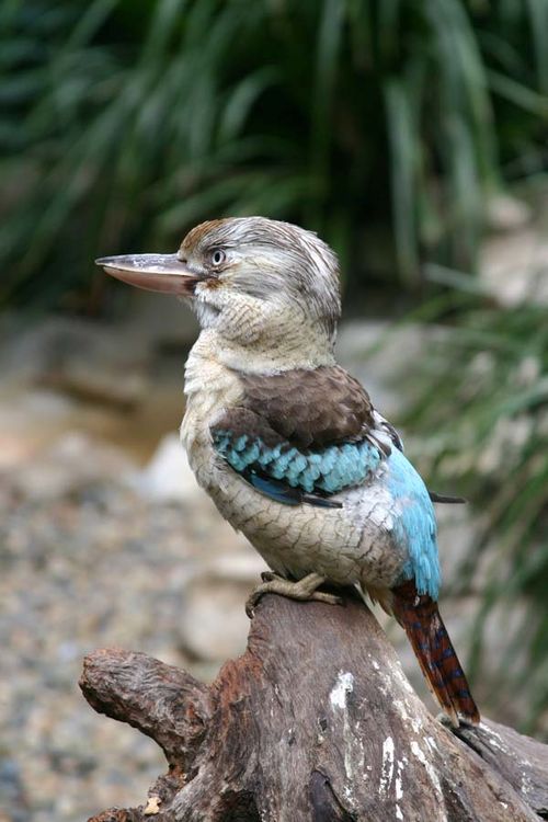 Blue-winged Kookaburra | Dacelo leachii photo