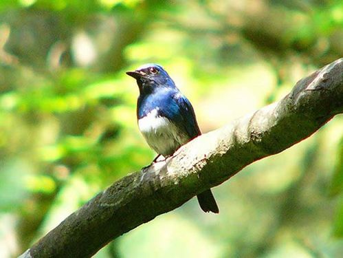 Blue-and-white Flycatcher | Cyanoptila cyanomelana photo