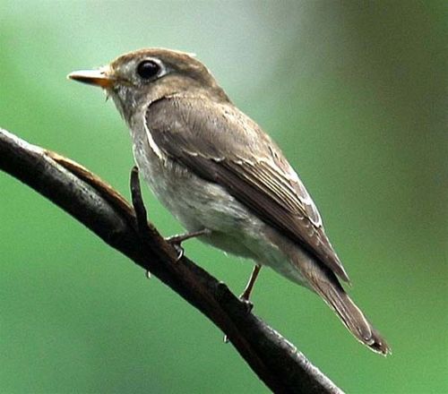 Blue-and-white Flycatcher | Cyanoptila cyanomelana photo