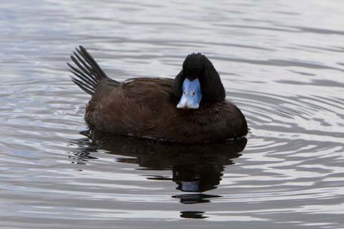 Blue-billed Duck | Oxyura australis photo