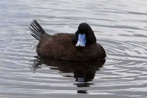 Blue Duck Bill Hair Clip - H&M - wide 6