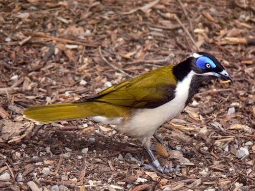 Blue-faced Honeyeater | Entomyzon cyanotis photo