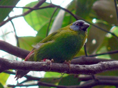 Blue-faced Parrot-Finch | Erythrura trichroa photo