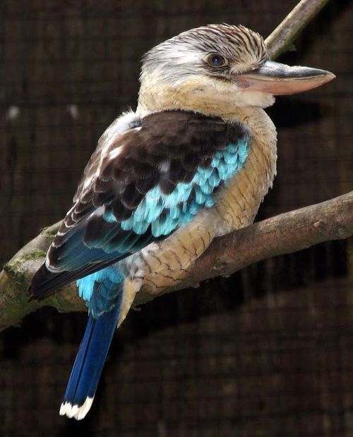 Blue-winged Kookaburra | Dacelo leachii photo