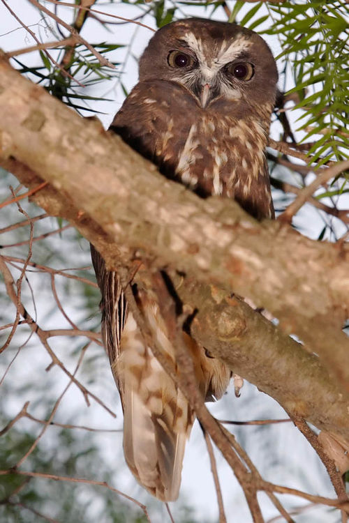 Boobook Owl | Ninox novaeseelandiae photo