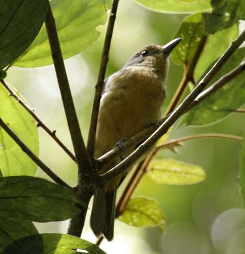 Bower's Shrike-thrush | Colluricincla boweri photo
