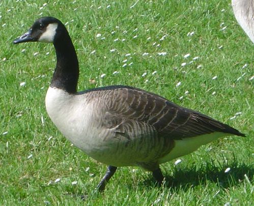 Canada Goose | Branta canadensis photo