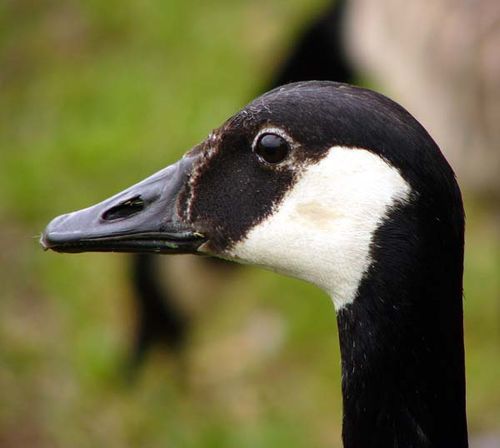 Canada Goose | Branta canadensis photo