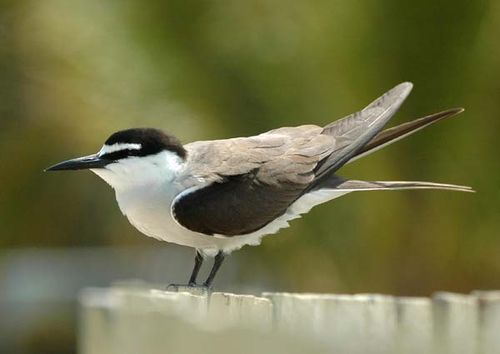 Bridled Tern | Sterna anaethetus photo