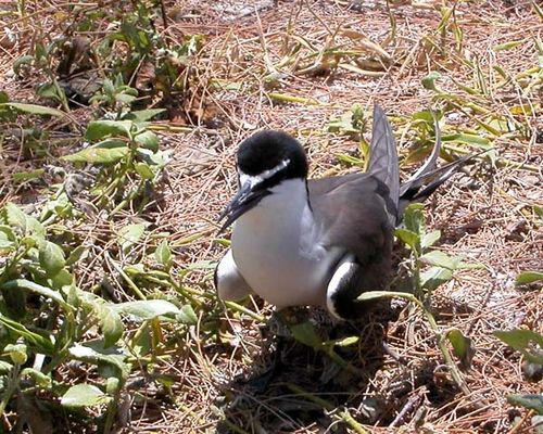 Bridled Tern | Sterna anaethetus photo