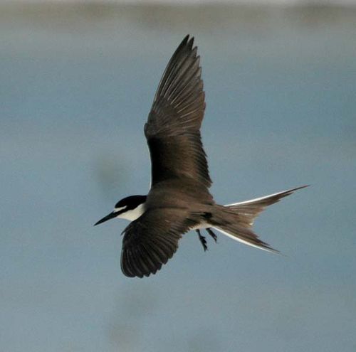 Bridled Tern | Sterna anaethetus photo