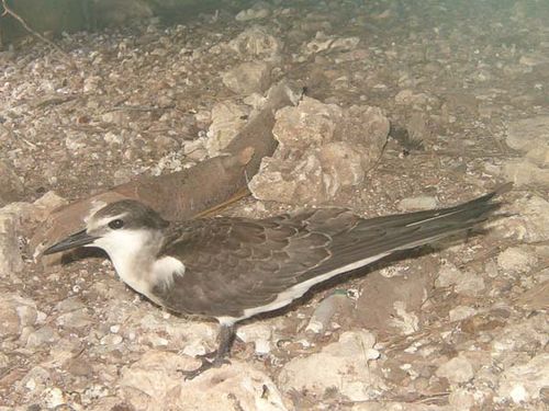 Bridled Tern | Sterna anaethetus photo