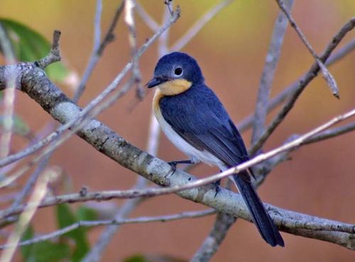 Broad-billed Flycatcher | Myiagra ruficollis photo