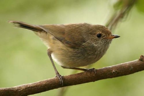 Brown Thornbill | Acanthiza pusilla photo