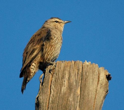 Brown Treecreeper | Climacteris picumnus photo