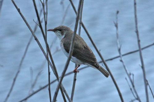 Brown-backed Honeyeater | Ramsayornis modestus photo