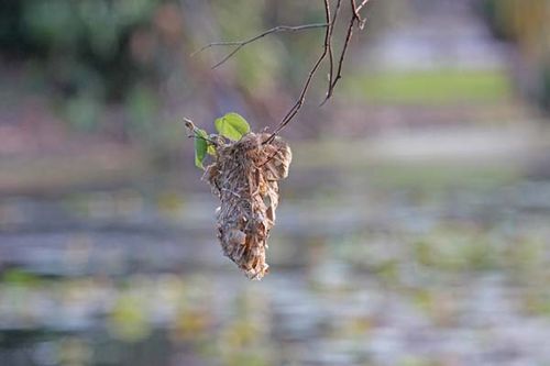 Brown-backed Honeyeater | Ramsayornis modestus photo
