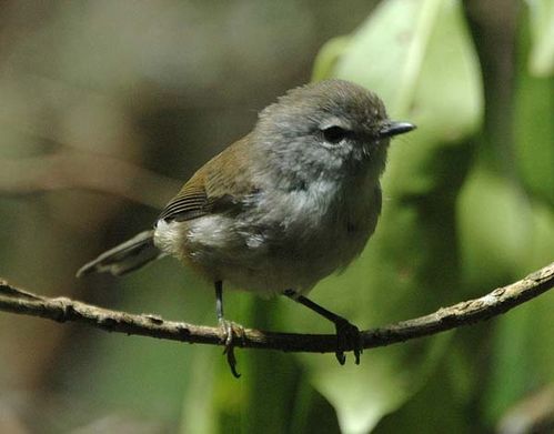 Brown Gerygone | Gerygone mouki photo