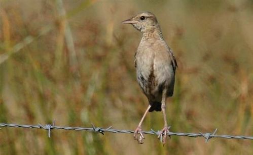 Brown Songlark | Cincloramphus cruralis photo