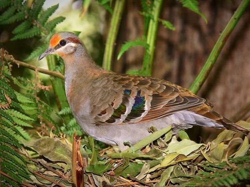 Brush Bronzewing | Phaps elegans photo