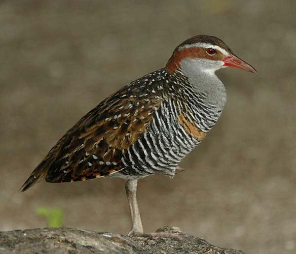 Buff-banded Rail | Gallirallus philippensis photo