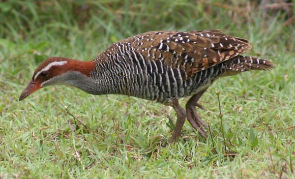 Buff-banded Rail | Gallirallus philippensis photo