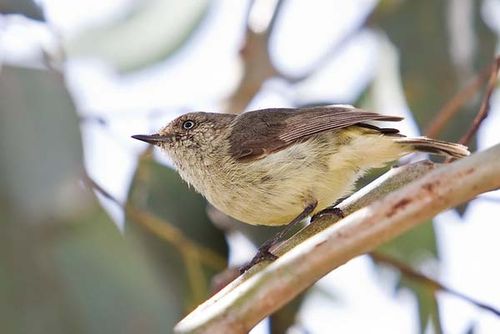 Buff-rumped Thornbill | Acanthiza reguloides photo